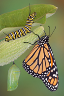 Fun article describes the Butterfly lifetime Cycle, features countless life pattern images and a coloring web page too!